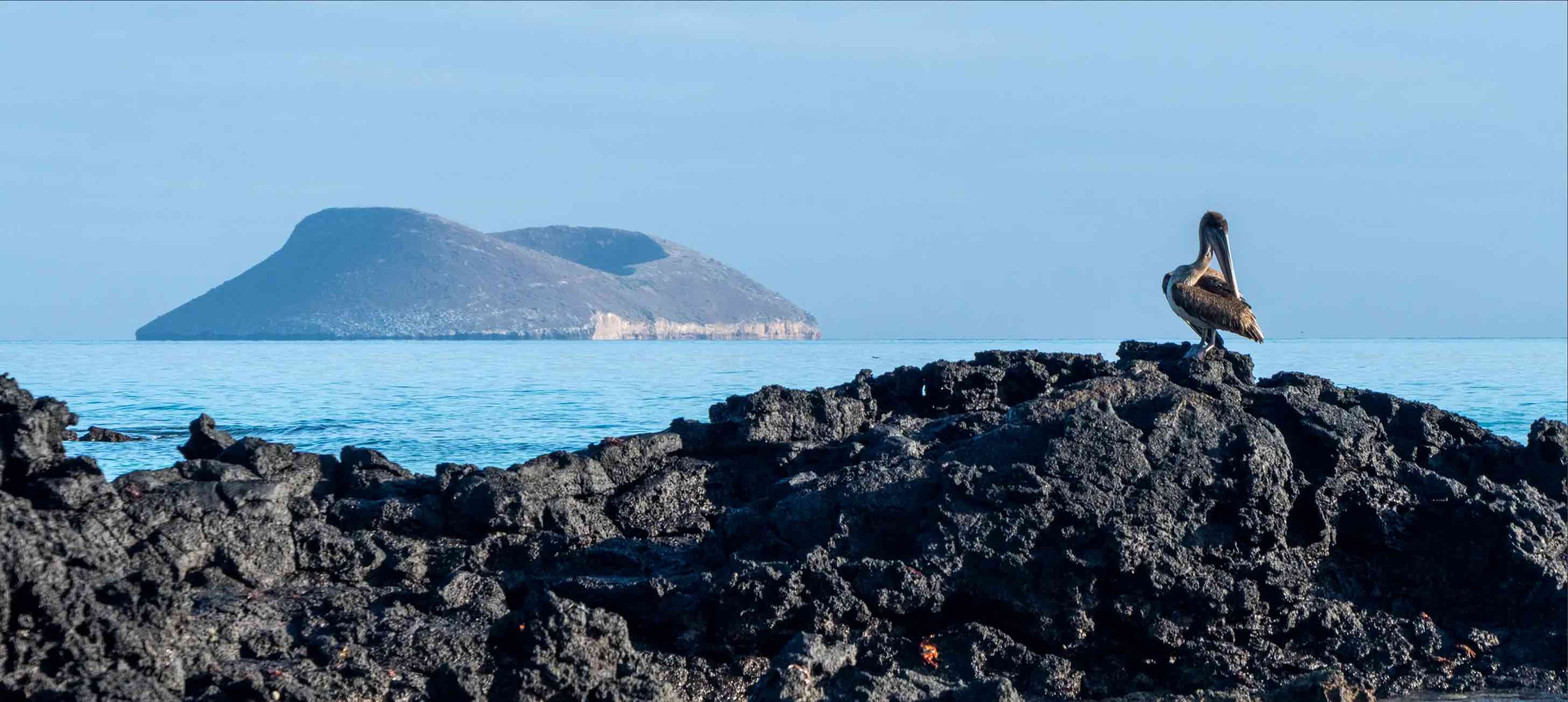 Go Galapagos Travel Blog 2026 | Articles, tips & more | Galapagos